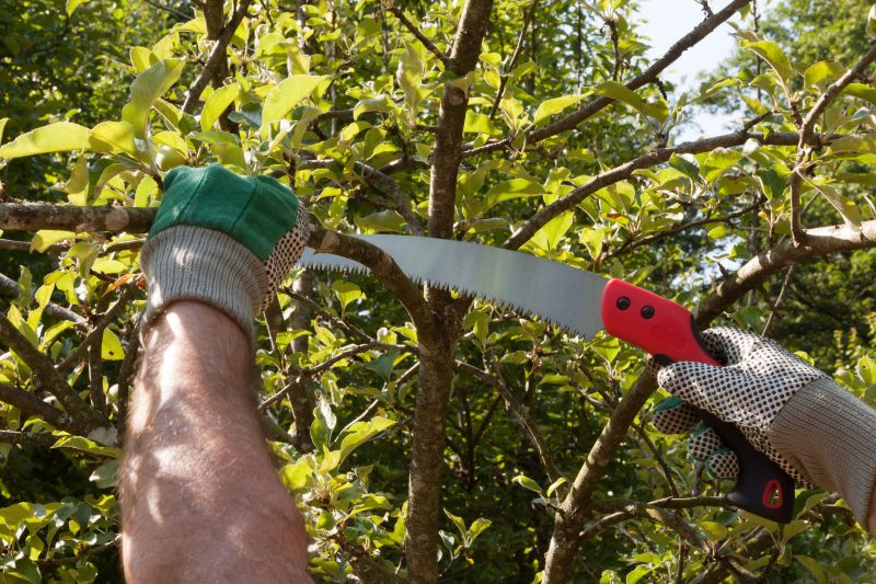 Beech Tree Pruning in Reno, NV