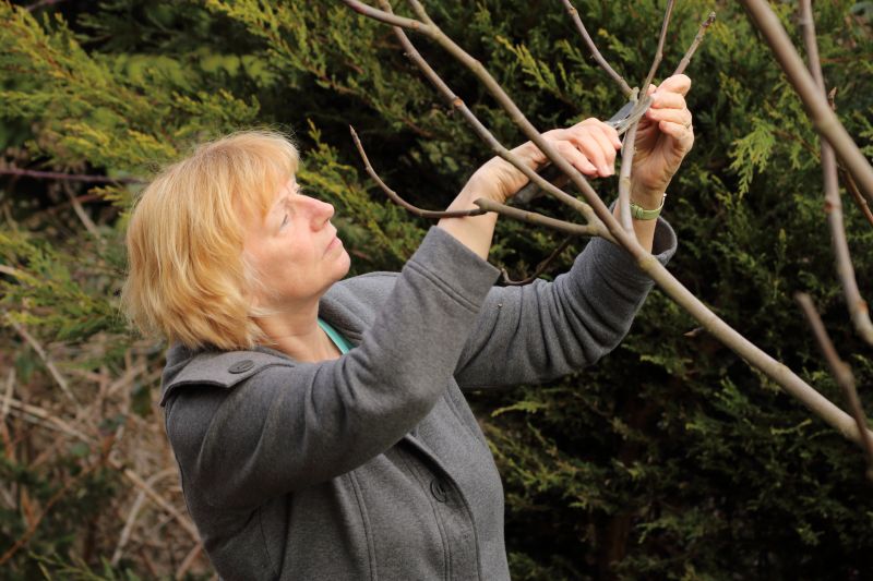 Birch Tree Pruning in Aiken, SC