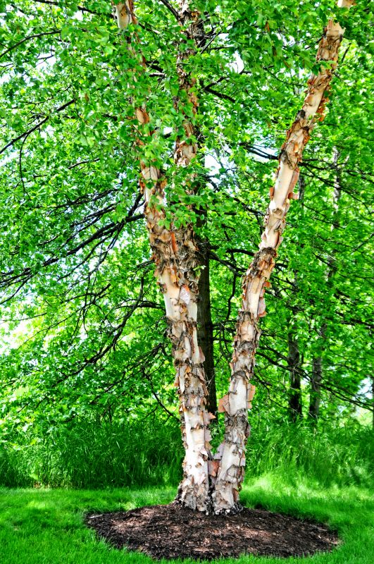 Birch Tree Pruning in Allentown, PA