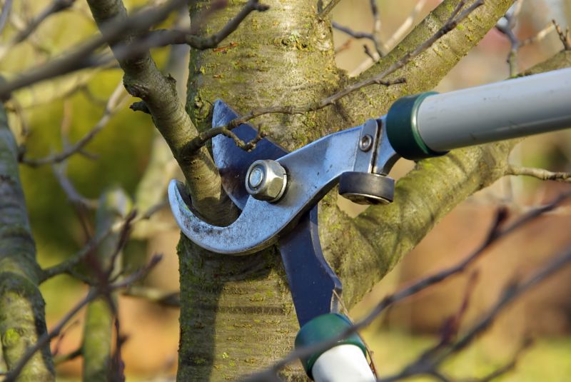 Branches Pruning in Aiken, SC