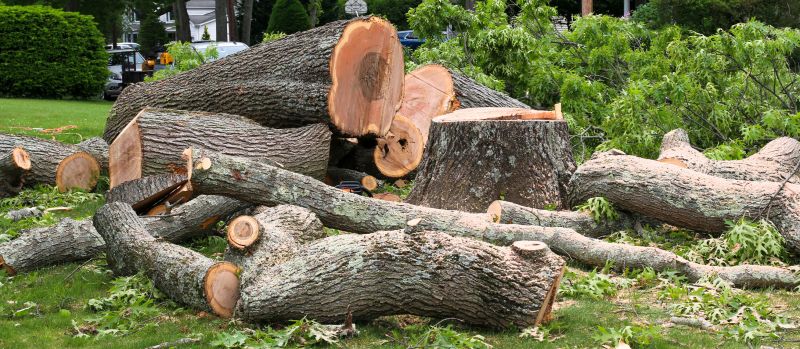 Cypress Tree Removal in Bucks County, PA