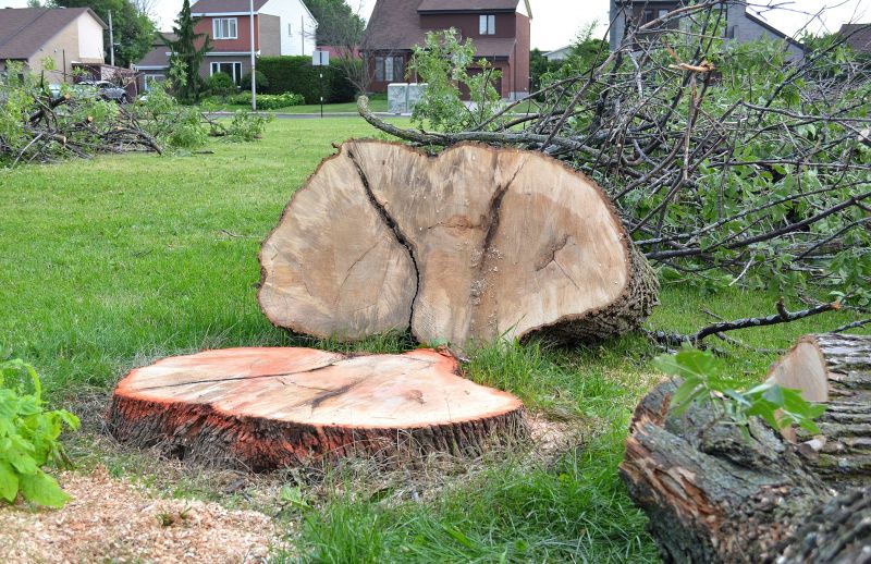 Dogwood Tree Removal in San Jose, CA