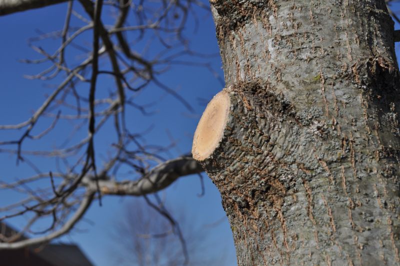 Limbs Trimming in Allentown, PA