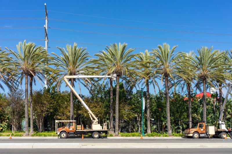 Optimal Trimming Season