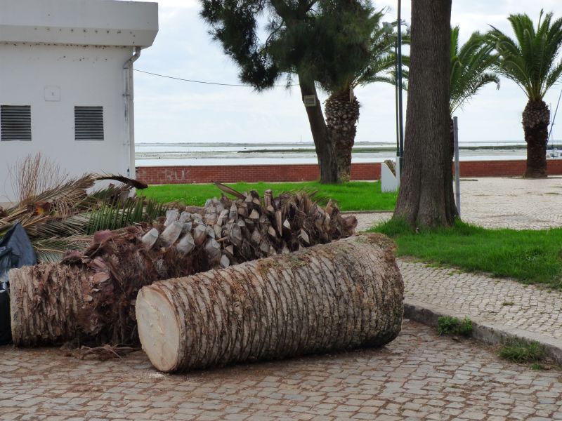 Disposal of Palm Fronds