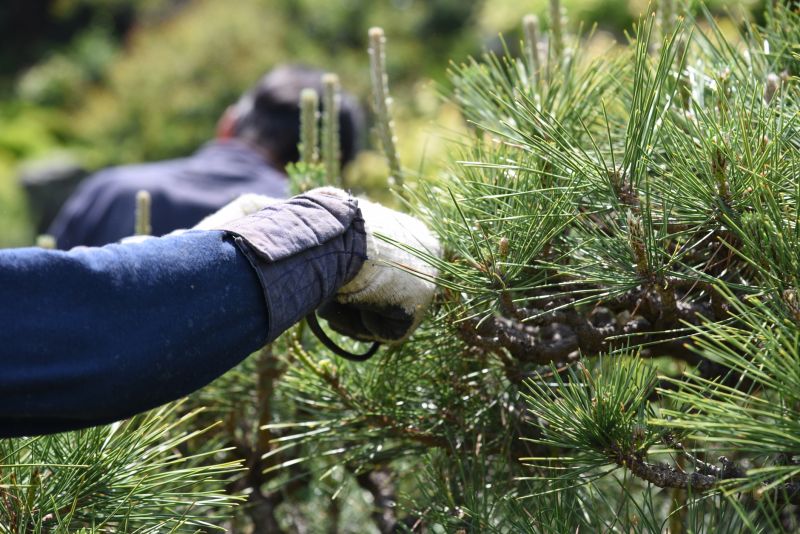 Pine Tree Trimming in San Jose, CA