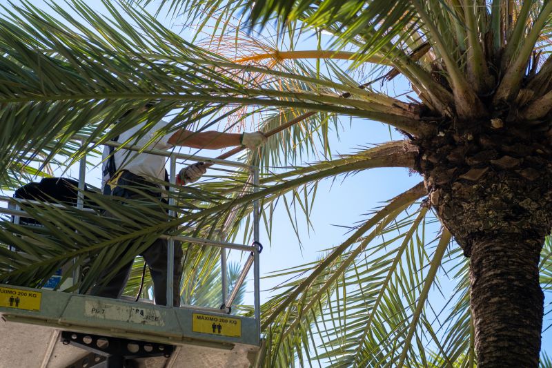 Improve Tree Health